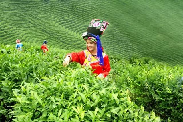 茶旅世界·最美茶园参评丨宁强县二道河村青年茶园