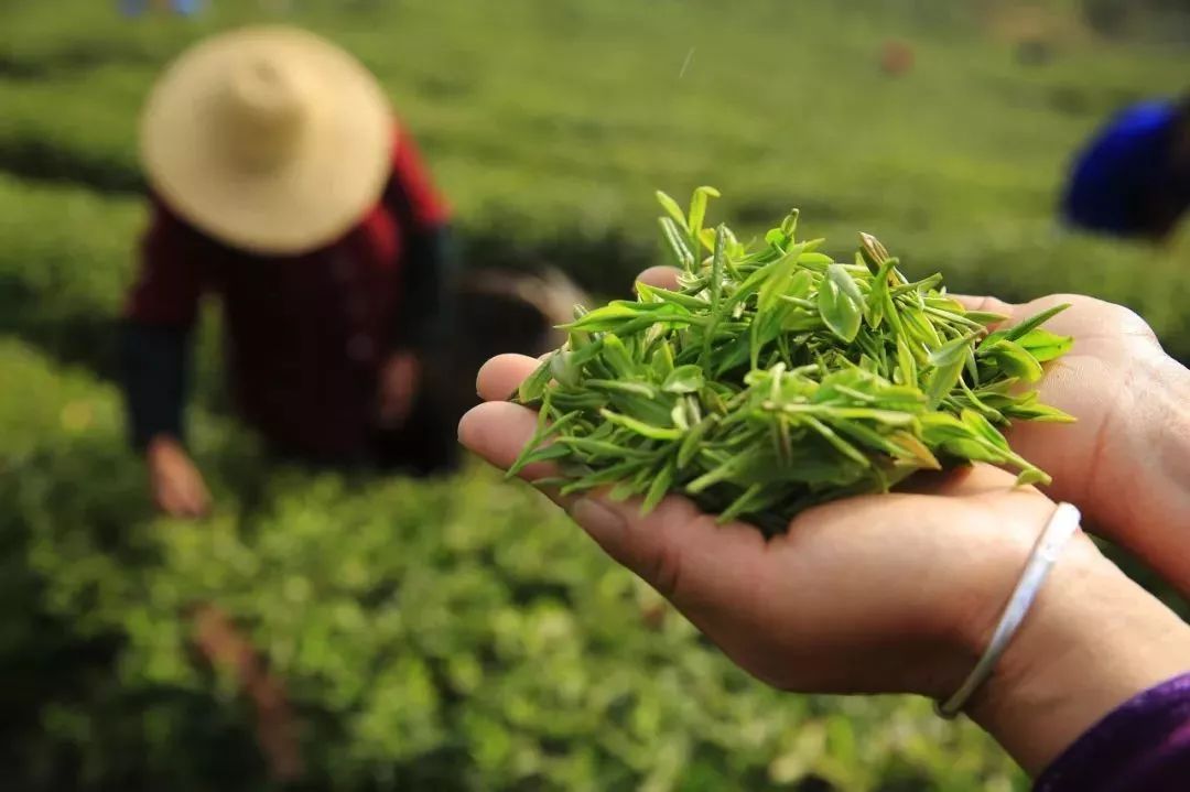 这些中国顶级茶,你都喝过吗?